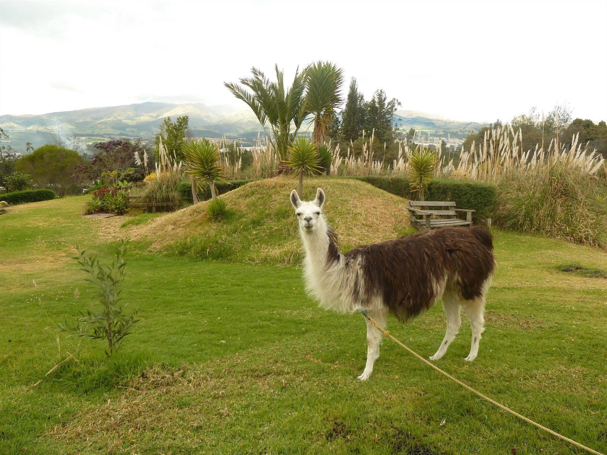 Hacienda Hosteria San Luis Cayambe Eksteriør billede
